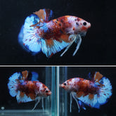 #6 (New Arrival) Multi-Color Canday Nemo Blue Shining Galaxy Tail Plakat Betta Fish - High Quality Live Aquarium Male Betta Fish